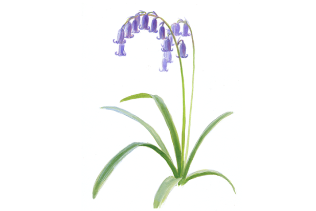 Wilde hyacint - boshyacint - Elwin van der Kolk