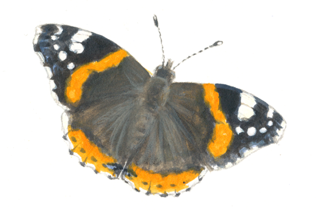 Vlinder - Atalanta - Elwin van der Kolk