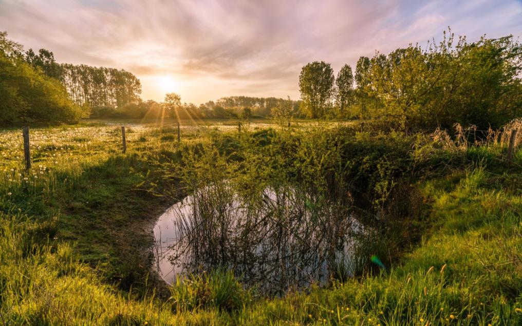 Drakenhol, een poel in het Viskot in Vlaams-Brabant