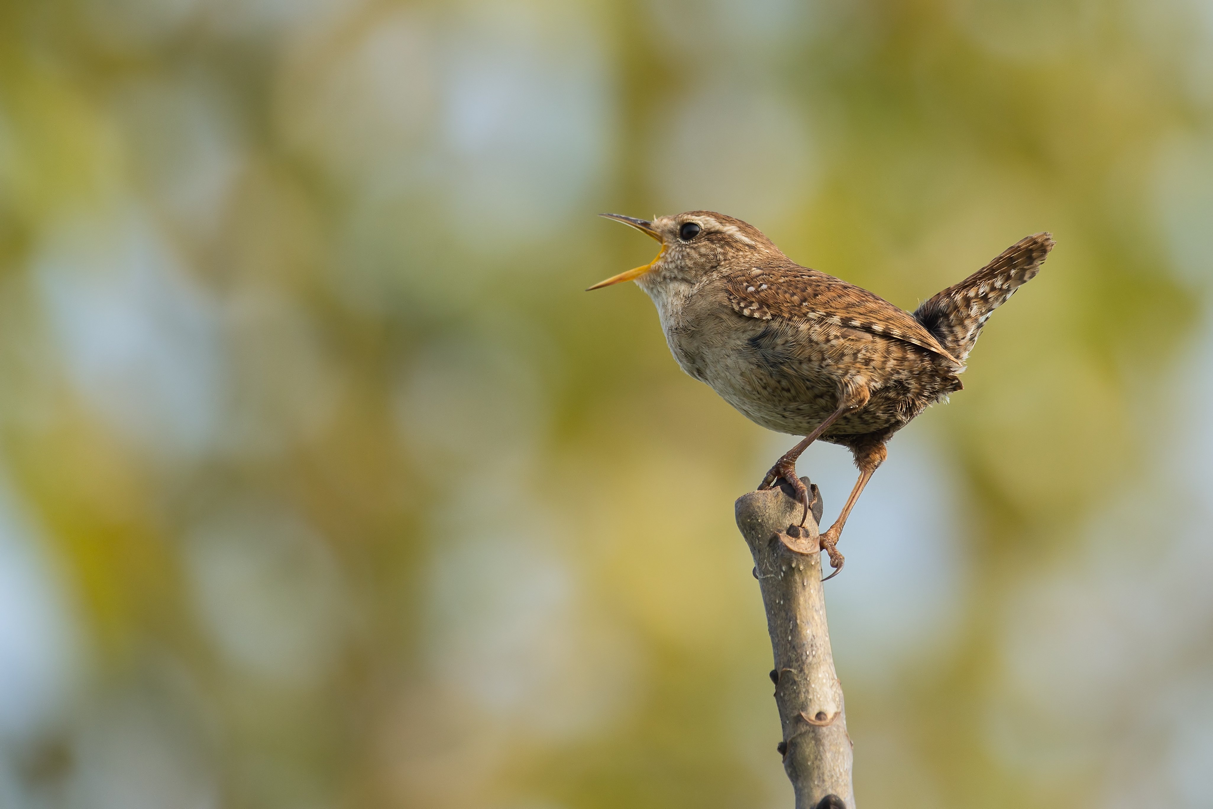 Bemiddelaar vertrekken ondersteuning Vogelgeluiden herkennen | Natuurpunt