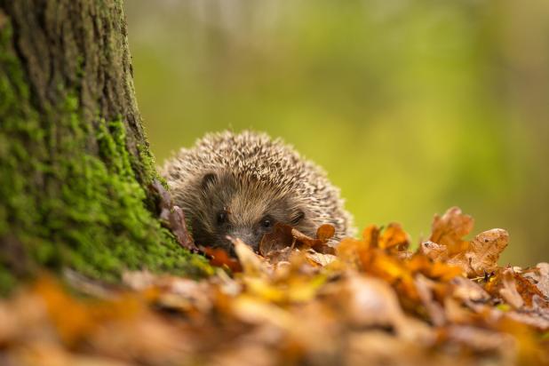 Egel - herfst - Shutterstock