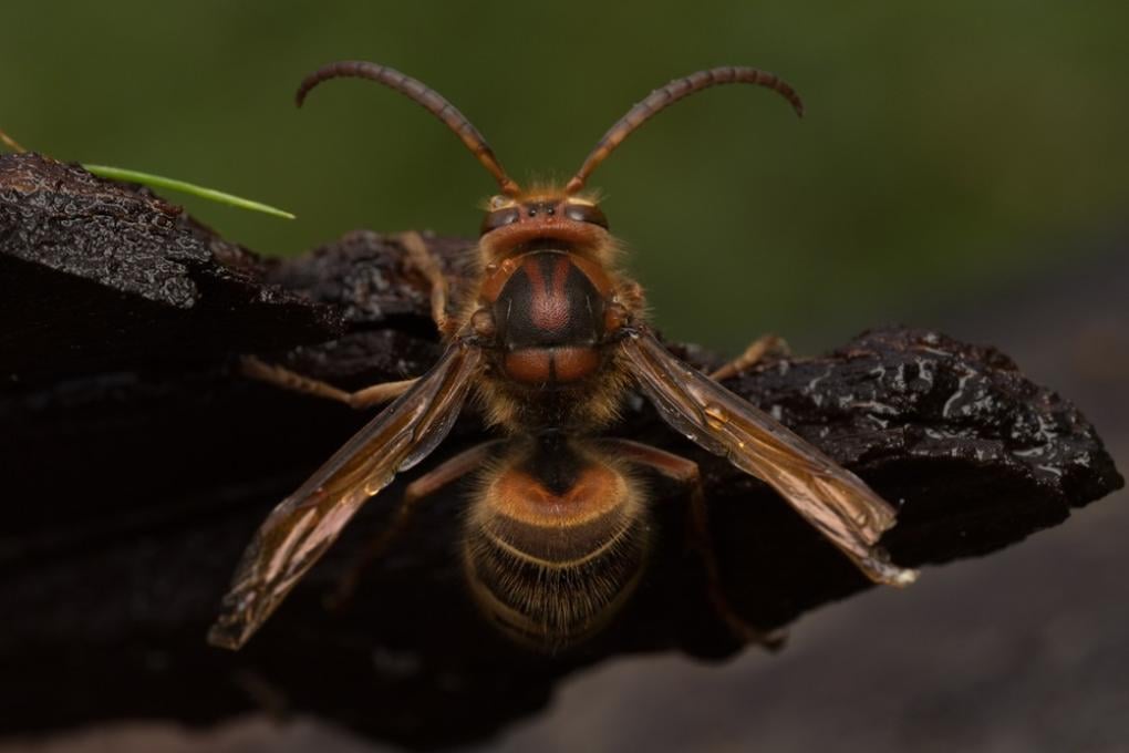 Wesp - Europese hoornaar - Waarnemingen - Nathalie Geelen