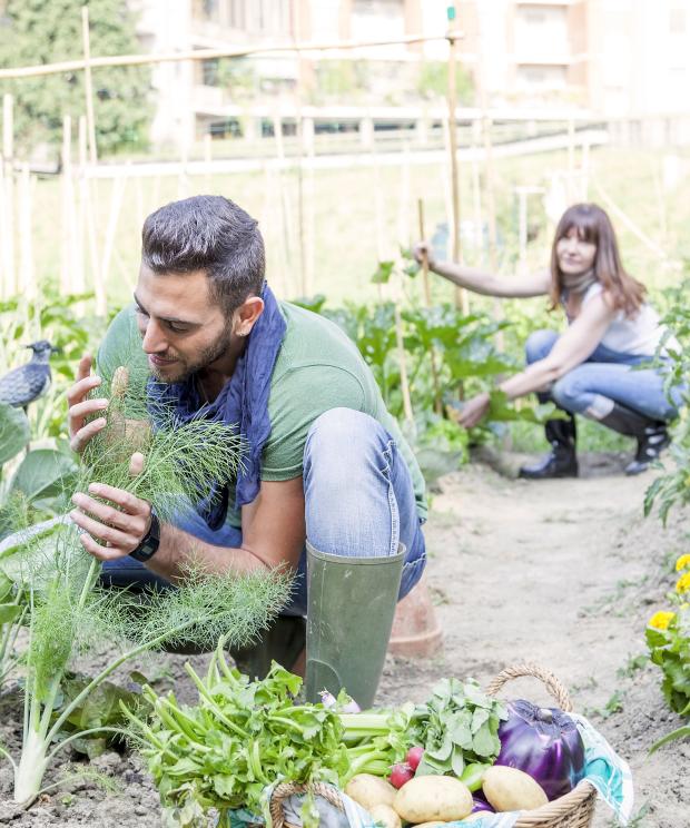 Tuin - Groenten kweken - moestuin - Shutterstock