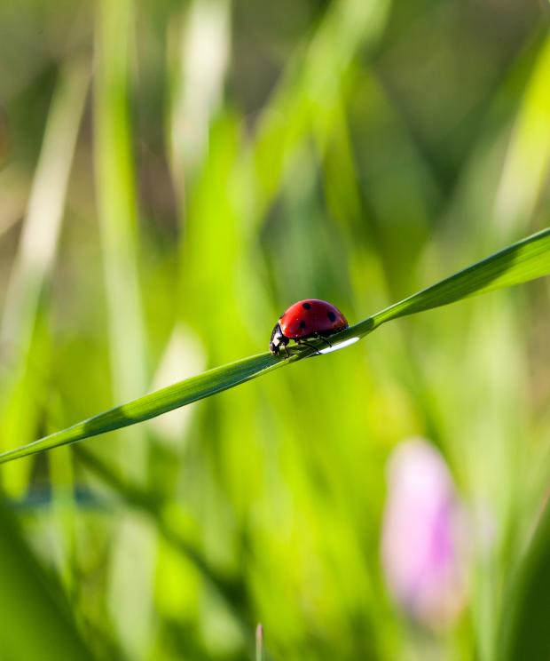 Tuin - lieveheersbeestje - insecten - Shutterstock