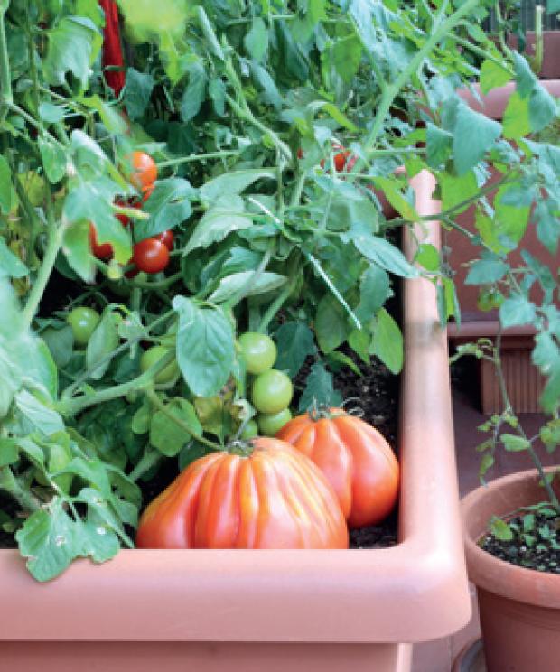 Tuin---Balkontuin---groetenkweken---Shutterstock