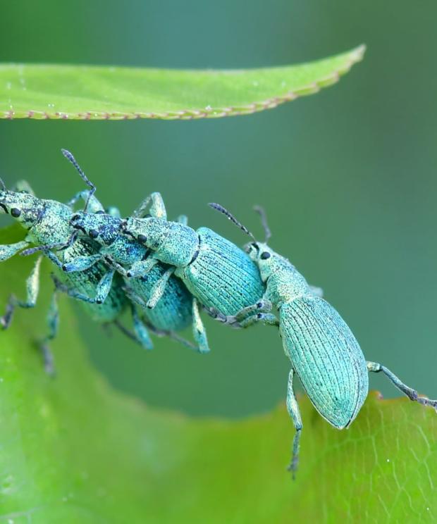 groene bladsnuitkevers - Ron Beton