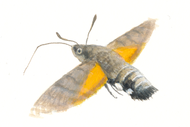 Vlinder - Kolibrievlinder - Elwin van der Kolk
