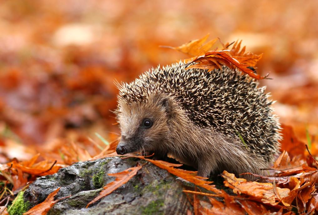 Egel in bladerhoop - Herfst - Shutterstock