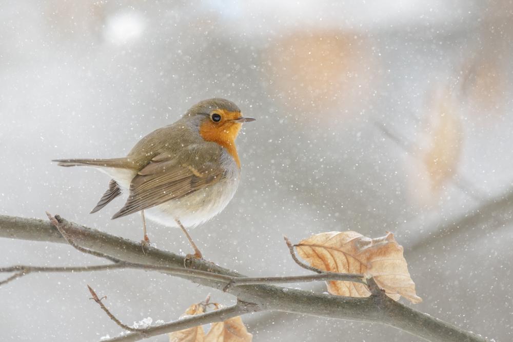 Roodborst - Winter - Sneeuw - Shutterstock